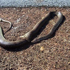 Unknown species of python