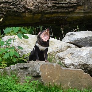 Tasmanian Devil