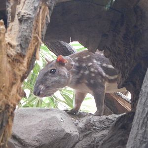 Lowland Paca at Río Negro