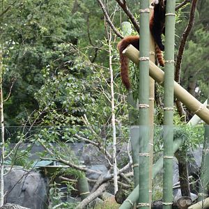 Nature's Neighborhoods - Red Panda/Reeves' Muntjac Exhibit