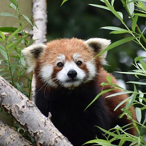 Nature's Neighborhoods - Red Panda