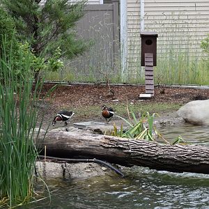 Nature's Neighborhoods - Wetlands Aviary