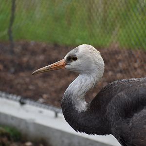 Nature's Neighborhoods - Hooded Crane
