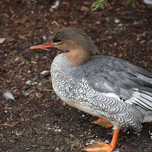 Nature's Neighborhoods - Scaly-sided Merganser