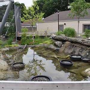 Nature's Neighborhoods - Blanding's Turtle Exhibit
