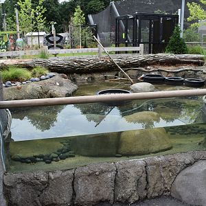 Nature's Neighborhoods - Spotted Turtle Exhibit