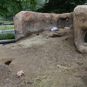 Nature's Neighborhoods - Prairie Dog Exhibit