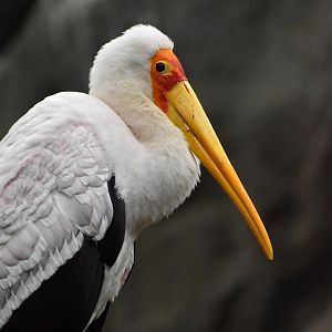 Tropical Forest - Yellow-billed Stork