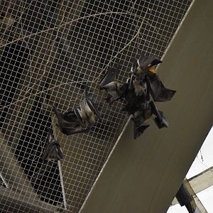 Tropical Forest - Straw-colored Fruit Bats