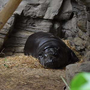 Tropical Forest - Pygmy Hippo