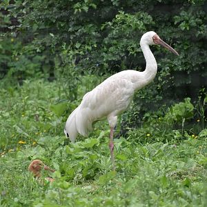 Siberian Crane with chick