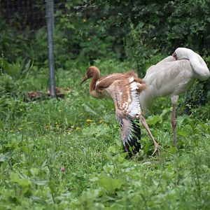 Siberian Crane with chick