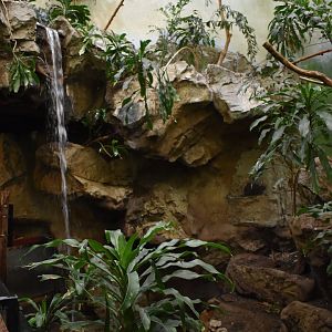 Bird's World - Boat-billed Heron/Bearded Barbet Exhibit