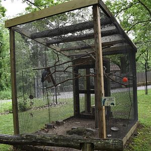 Outback Trail - Palm Cockatoo Exhibit