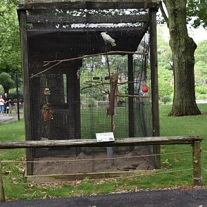 Outback Trail - Citron-crested Cockatoo Exhibit