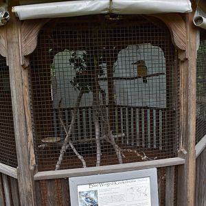 Blue-winged Kookaburra Exhibit