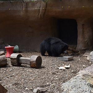 Sloth Bear