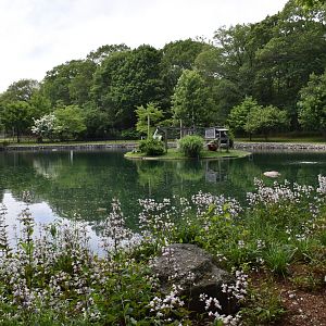 Black-and-white Ruffed Lemur Exhibit