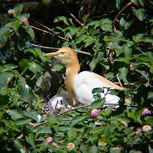 Nesting Cattle egret