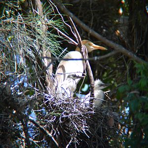 Nesting Cattle egret 2