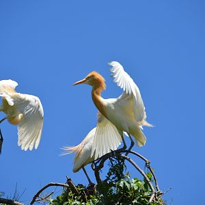 Cattle egrets