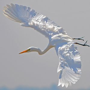 Great egret