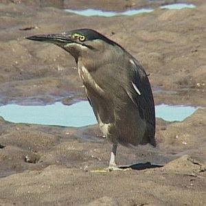 Striated heron