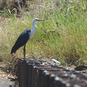 Pacific heron