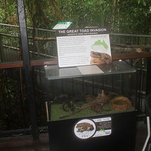 Cane Toad enclosure