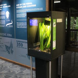 Peppermint Stick-insect enclosure