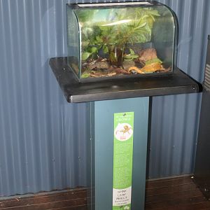 Spiny Leaf Insect enclosure