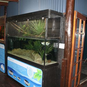 Archerfish tank