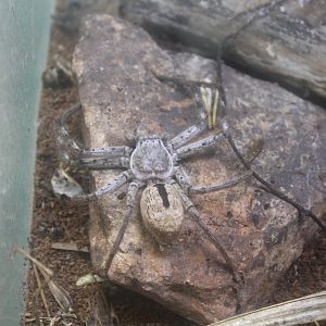 Giant Banded Huntsman (Holconia immanis)