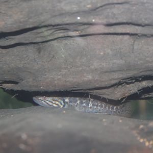 ID? - (Purple-spotted Gudgeon?)