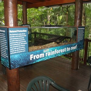 Redclaw Crayfish tank