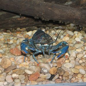Redclaw Crayfish (Cherax quadricarinatus)