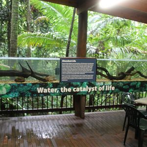 Barramundi and Eastern Rainbowfish/Empire Carp Gudgeon tanks