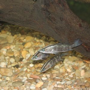 Barramundi (Lates calcarifer)