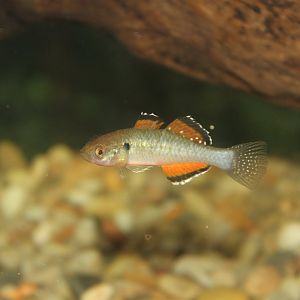 Empire Carp Gudgeon (Hypseleotris compressa)