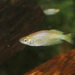 Eastern Rainbowfish (Melanotaenia splendida)