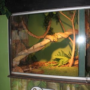 Palmerston Jungle Python enclosure