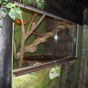 Boyd's Forest Dragon enclosure