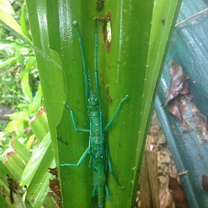 Peppermint Stick Insect (Megacrania batesii)
