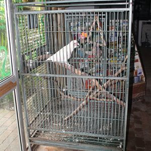 Western Corella enclosure