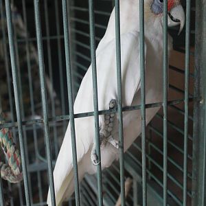 Western Corella (Cacatua pastinator)