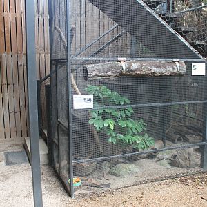 Major Skink/Squirrel Glider exhibit