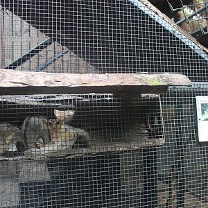 Squirrel Gliders (Petaurus norfolcensis)