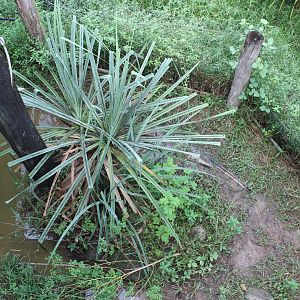 Freshwater Crocodile exhibit