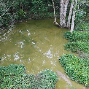 Estuarine Crocodile exhibit