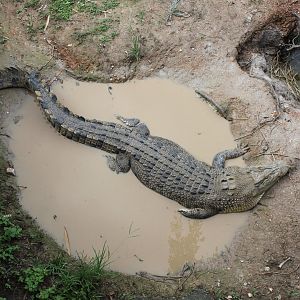 Estuarine Crocodile (Crocodylus porosus)
